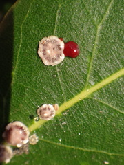 Ceroplastes rusci