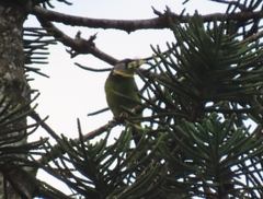 Psilopogon pyrolophus