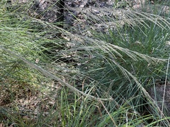 Triodia stenostachya