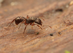 Ectatomminae