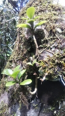 Peperomia trichophylla