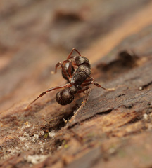 Ectatomminae