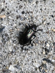 Tarpela micans