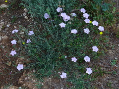 Convolvulus cantabrica