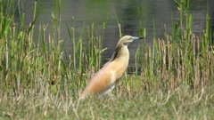Ardeola ralloides
