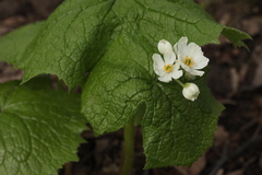 Diphylleia grayi