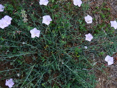 Convolvulus cantabrica