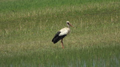 Ciconia ciconia