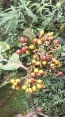 Psychotria macrochlamys