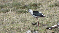 Himantopus himantopus