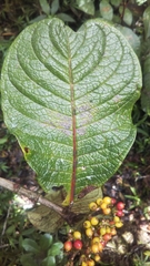 Psychotria macrochlamys