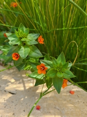 Lysimachia arvensis