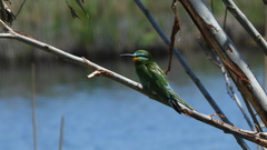 Merops persicus