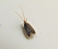 Lecithocera nigrana