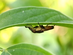Idiella