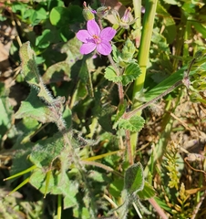 Erodium malacoides