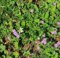 Erodium malacoides