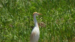 Bubulcus ibis