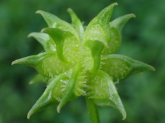 Ranunculus muricatus