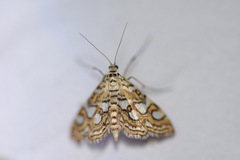 Elophila ekthlipsis
