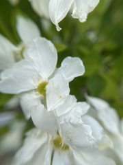 Exochorda