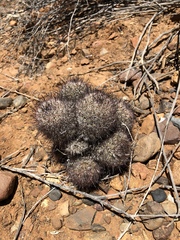 Mammillaria dioica