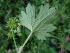 Ranunculus muricatus