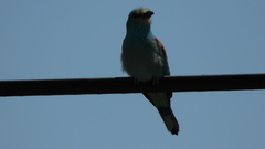 Coracias garrulus