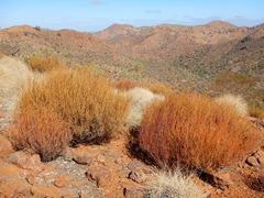 Acacia continua