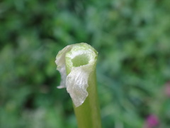 Ranunculus muricatus