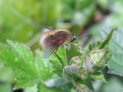 Bombylius canescens