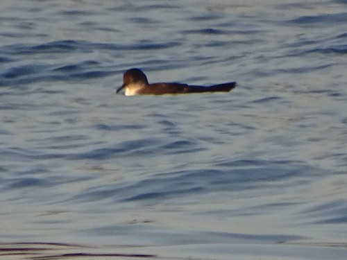 Gregula (Puffinus yelkouan)