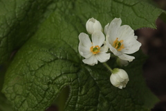 Diphylleia grayi