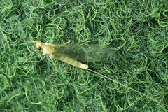 Ephemera danica
