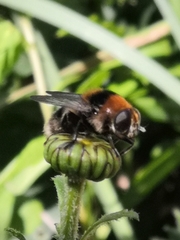 Merodon equestris