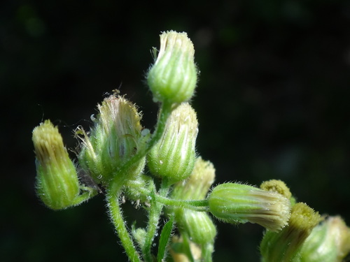 Sumatranska grmika (Erigeron sumatrensis)