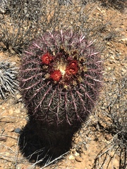Ferocactus gracilis