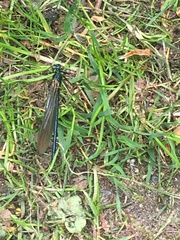 Calopteryx splendens