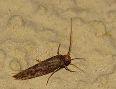 Lepidoptera