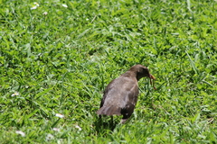 Turdus merula