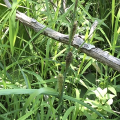 Carex lacustris