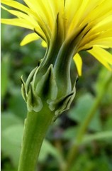 Reichardia intermedia