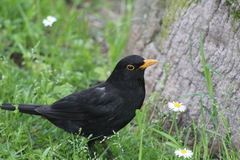 Turdus merula