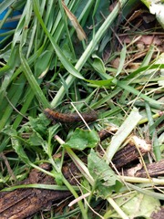 Bombycopsis capicola