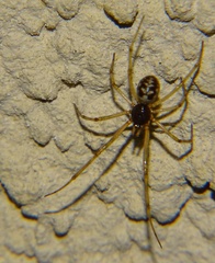 Steatoda albomaculata