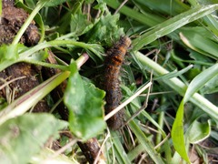 Bombycopsis capicola