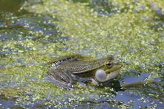 Pelophylax
