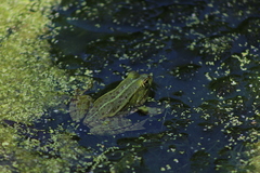 Pelophylax