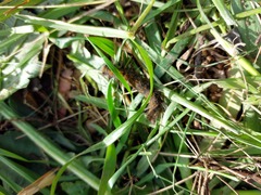 Bombycopsis capicola