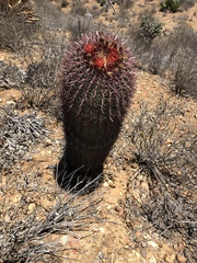 Ferocactus gracilis